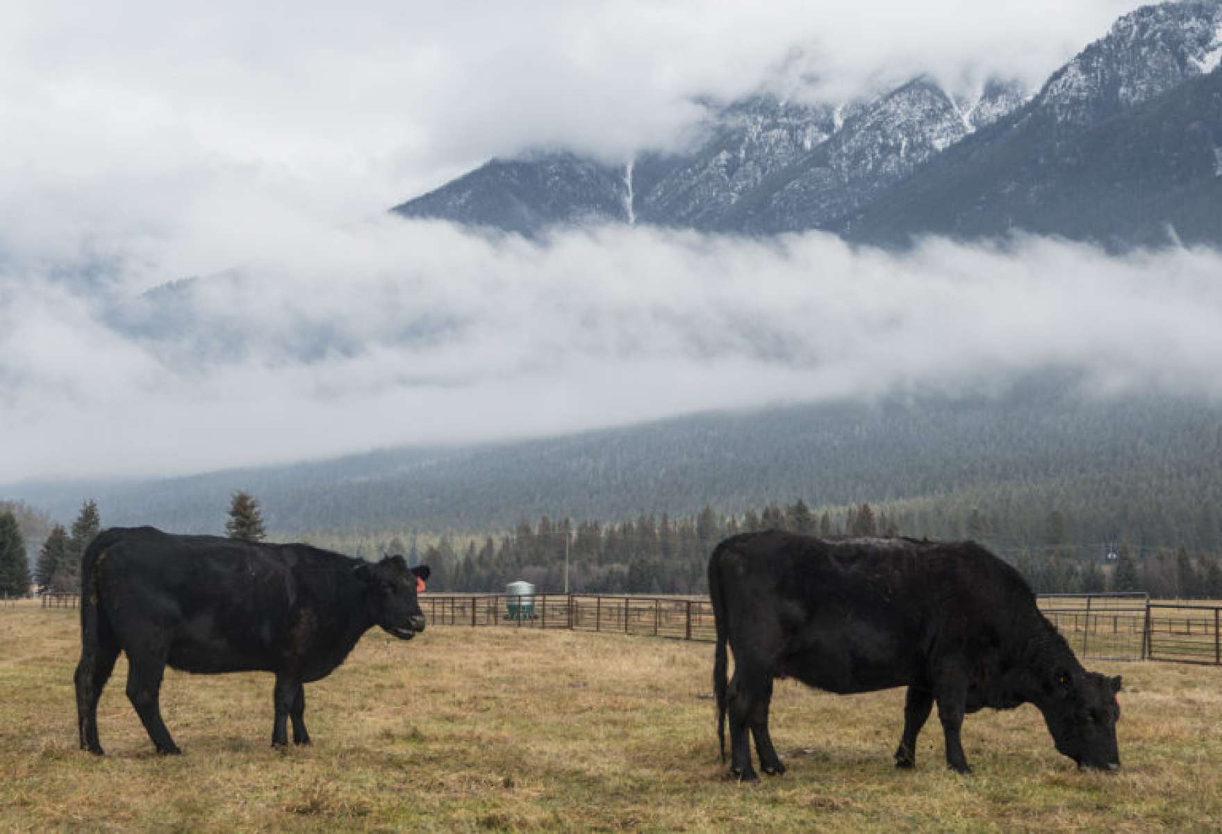 Photograph from Partner Spotlight - Cutter Ranch