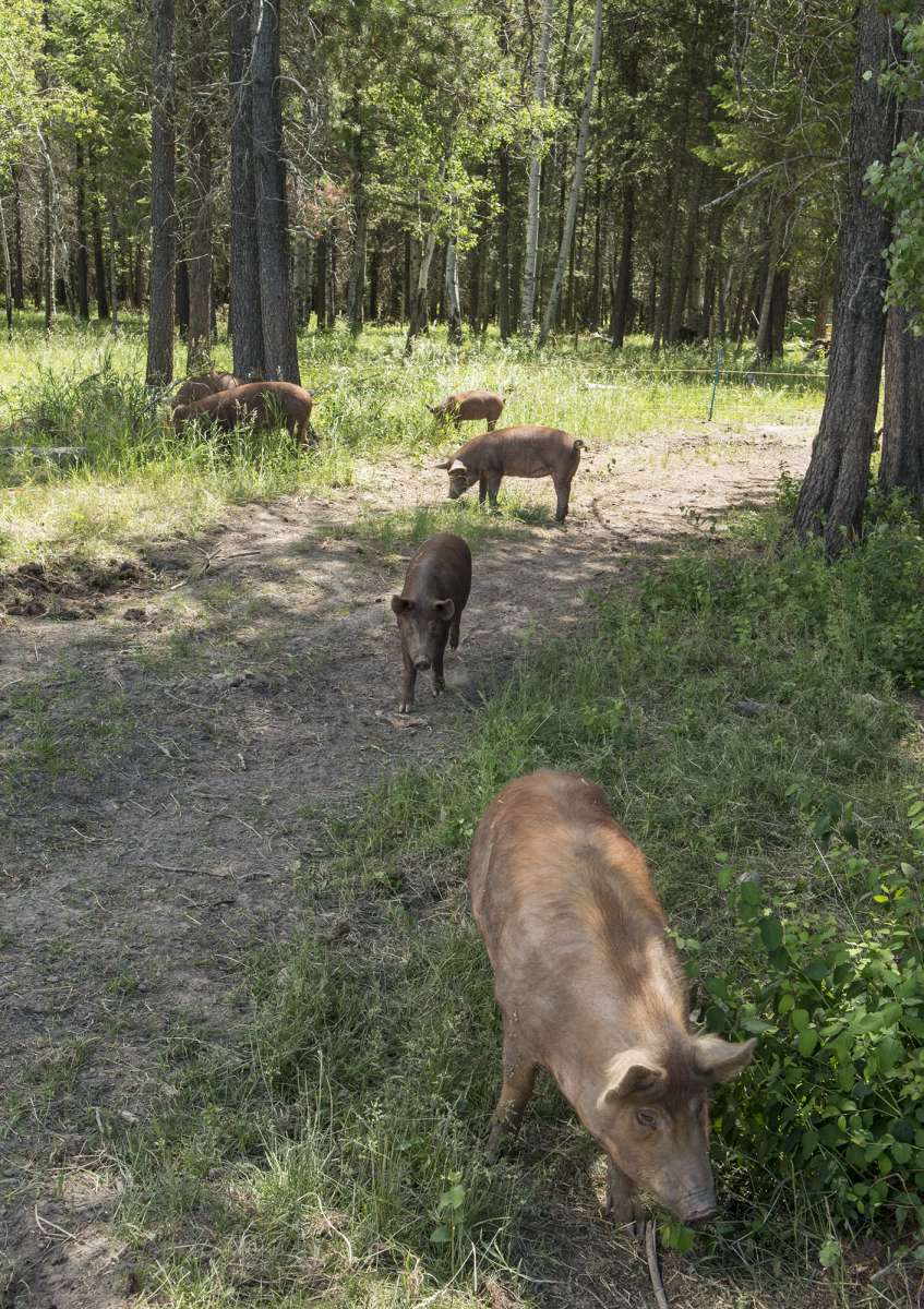 Photograph from The Bolter Farm Burger