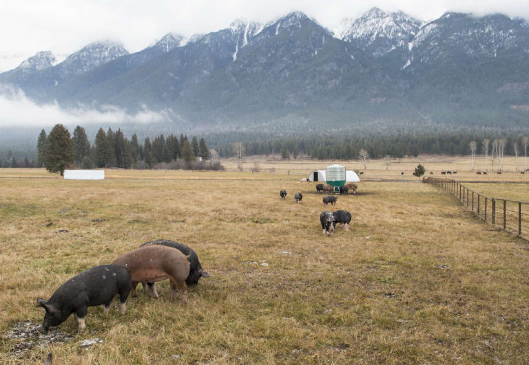 Photograph from Partner Spotlight - Cutter Ranch