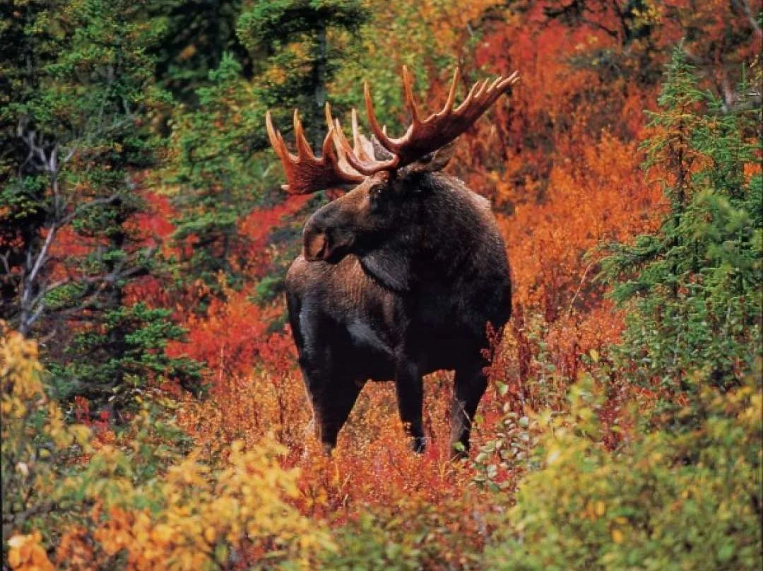 A bull moose standing among autumn shrubs and evergreens