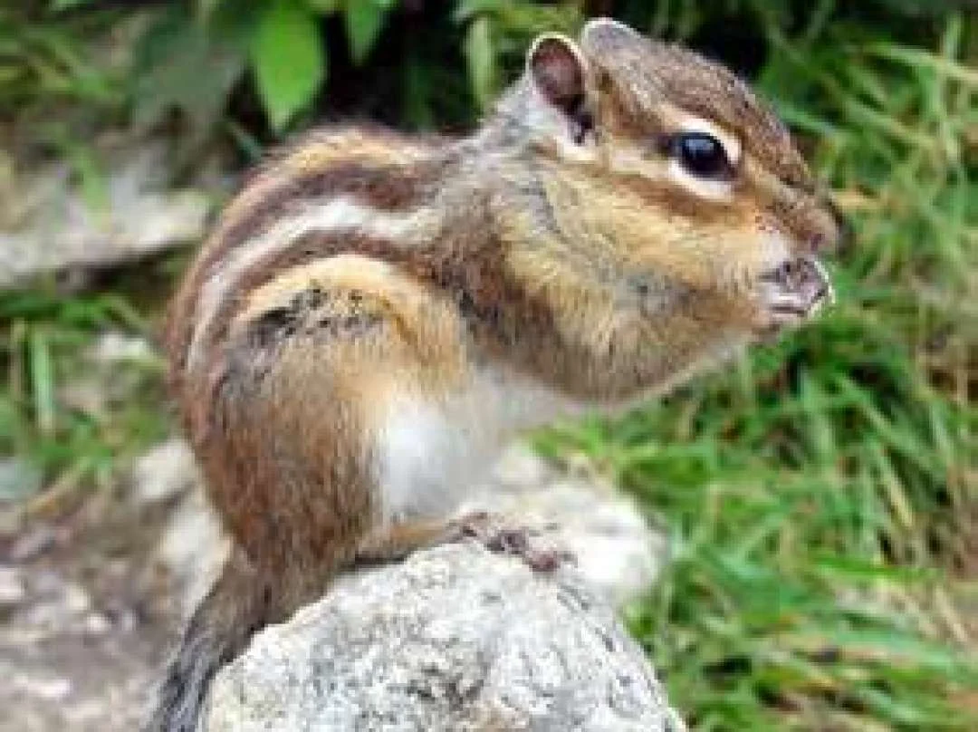 Wildlife & Nature at Island Lake
