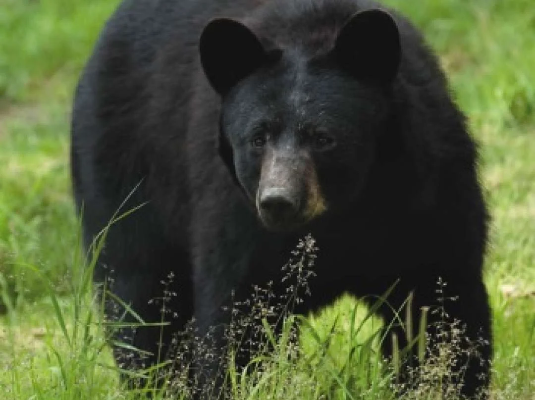 Wildlife & Nature at Island Lake