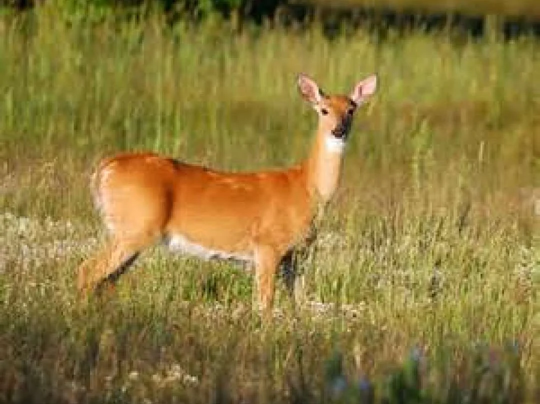 Wildlife & Nature at Island Lake