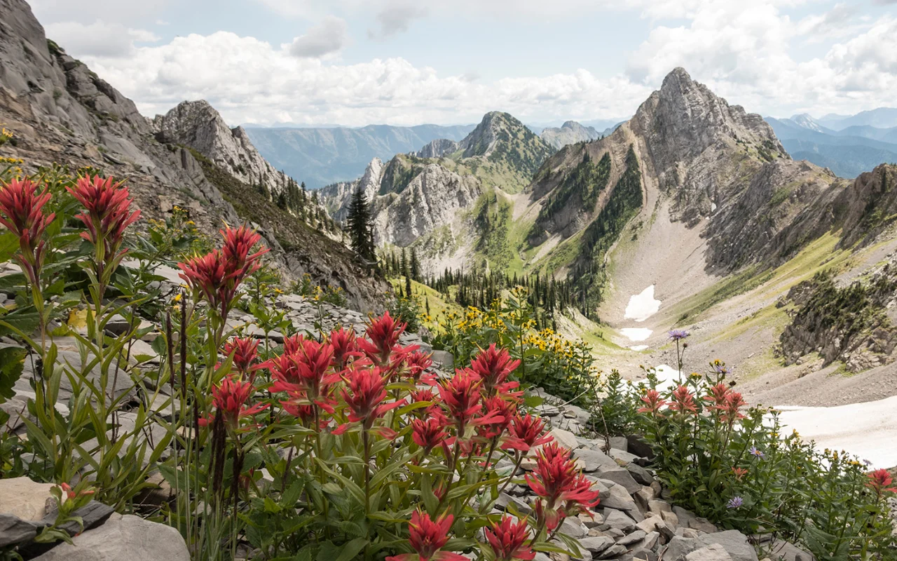 Red alpine wildflowers beneath the rocky peaks above Island Lake