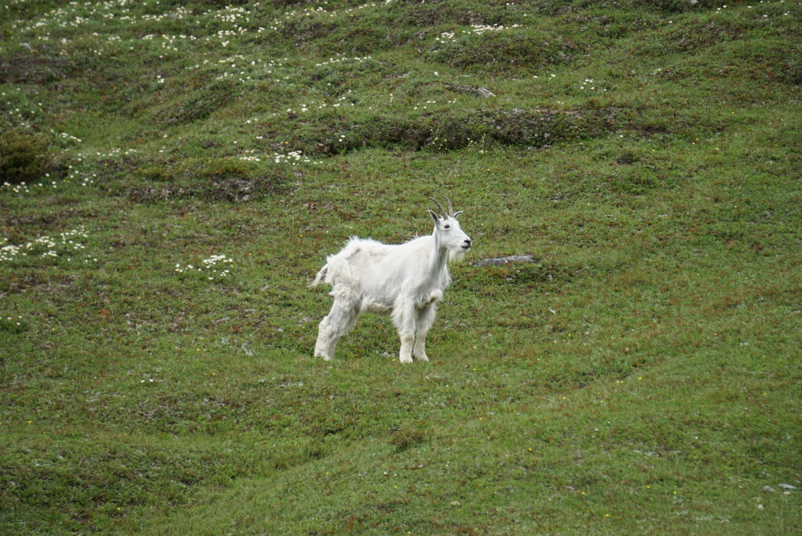 A white mountain goat standing on a green alpine slope