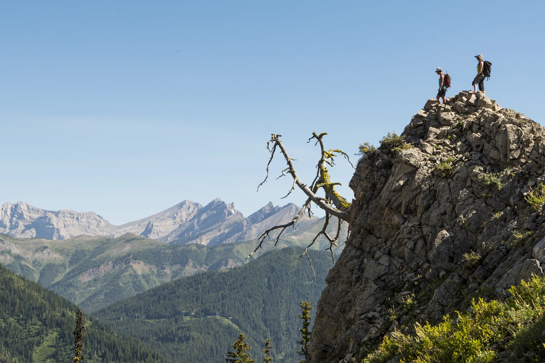 Two hikers above the distinctive bonsai tree at the first Spineback bench.