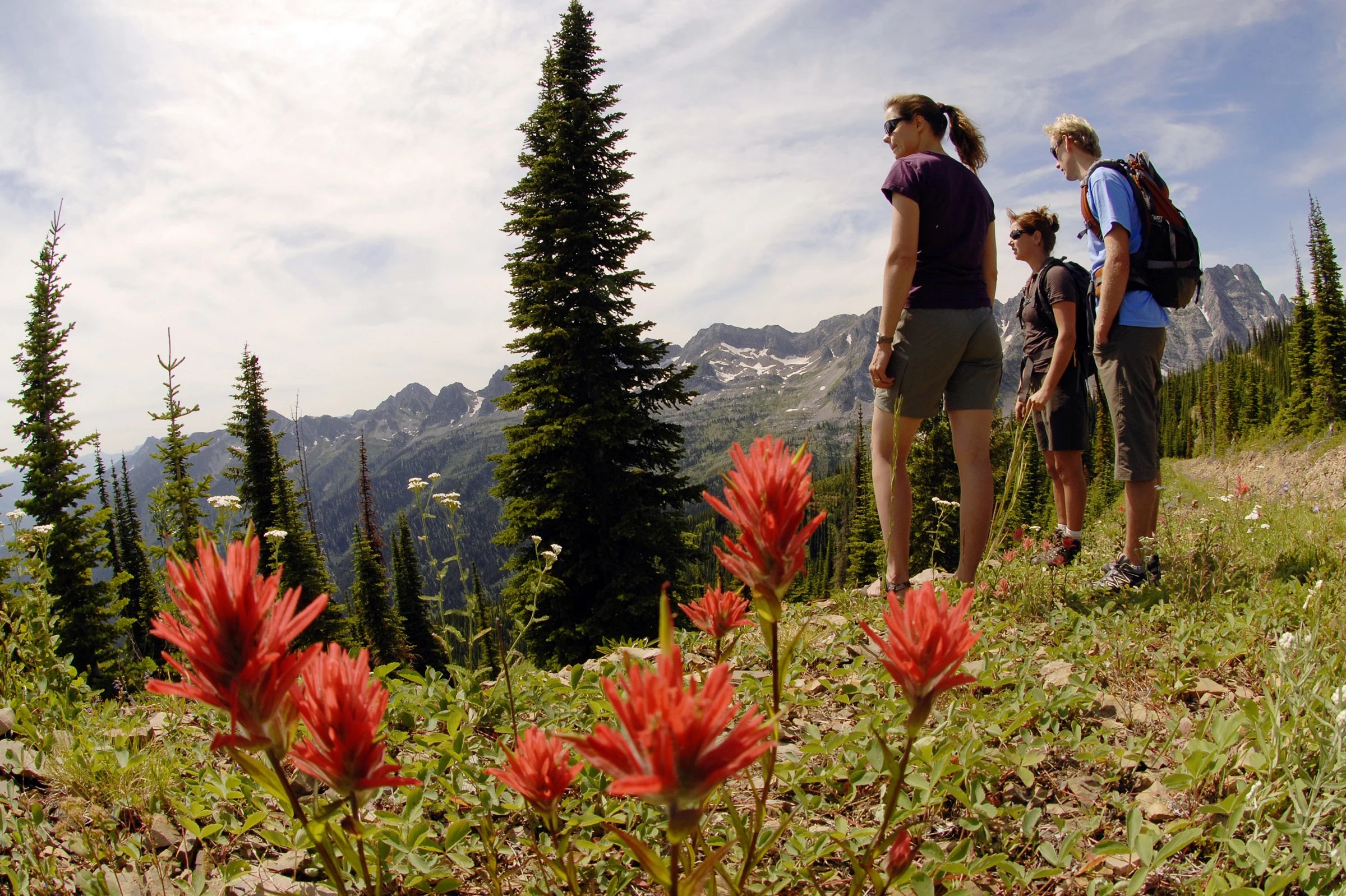 Hikers among alpine wildflowers on the Mount Baldy trail
