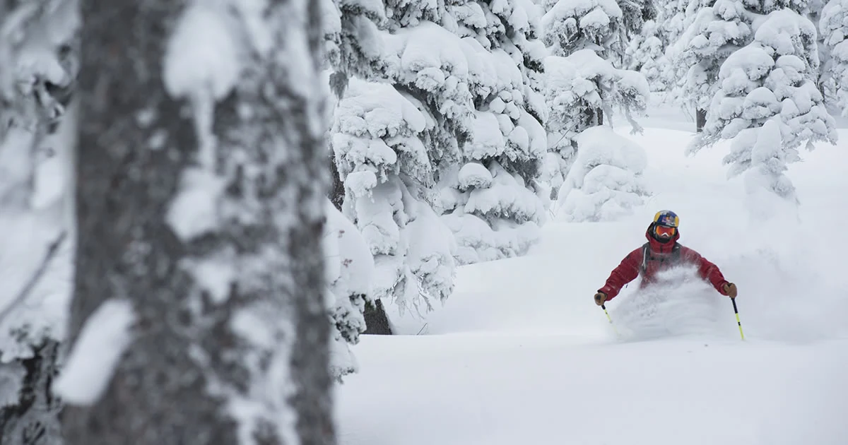 A skier making a powder turn through snow-covered trees