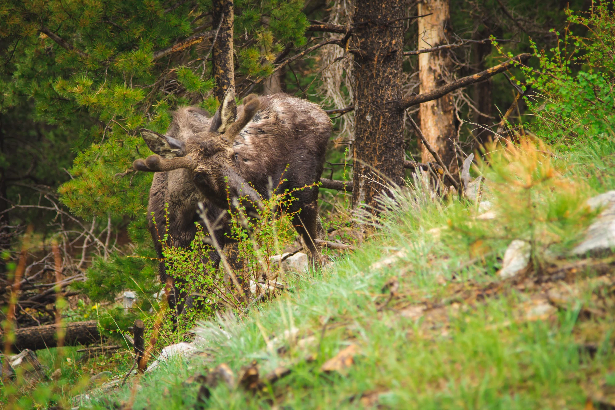 A bull moose among conifers and green forest undergrowth.