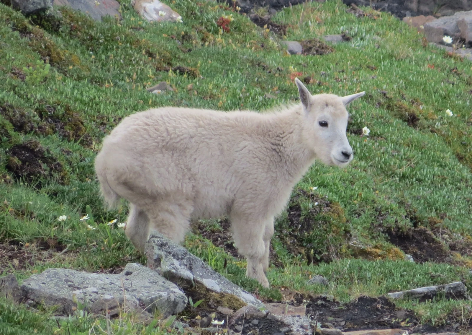 A white mountain goat kid among alpine grass, rocks, and wildflowers
